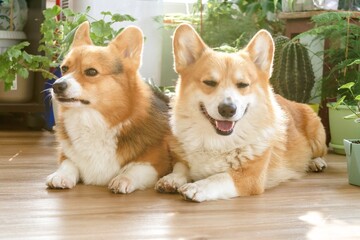 Two adorable corgi dogs are relaxing on cozy wooden floor near vibrant houseplants in a sunny room.