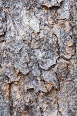 Close up of cracked tree bark showing intricate patterns and textures