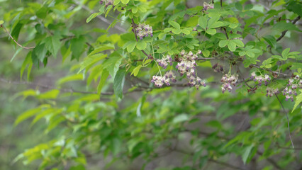 日本：アケビ（Akebia quinata）／花が咲いたつると後ろボケのコピースペース【山野草】長野県・5月