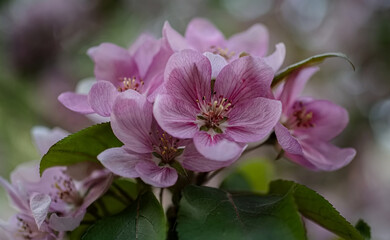 Spring apple tree with delicate pink flowers