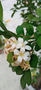 Murta