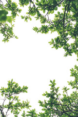 High-angle view of lush green foliage creating a frame