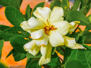 A large, pale yellow gardenia flower with a brown center is in full bloom, surrounded by vibrant...