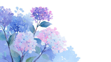 An illustration of hydrangeas against a white background
