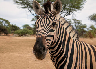 Fototapeta premium Wild african life. Close up Namibian mountain zebra in the middle of the savannah.