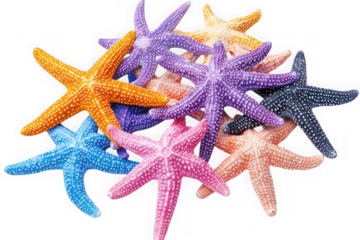 Colorful starfish sea stars pile marine life ocean aquatic invertebrates illustration stock image isolated on transparent background