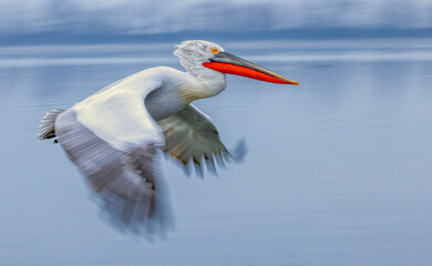 Dalmatian Pelican of Kerkini Lake