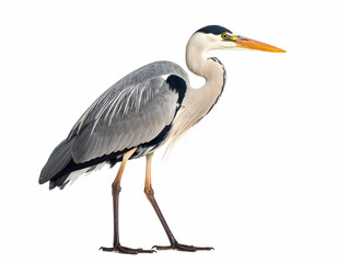 Obraz premium Majestic Heron in Hunting Stance A Stunning Wildlife Photograph