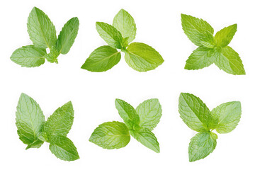 Fresh mint leaves png image, culinary herb, aromatic plant, ingredient, cooking, food photography, greenery, isolated on transparent background