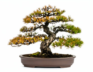 Japanese Larch Bonsai Winter Elegance, Isolated on White