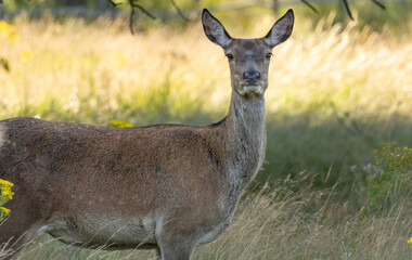 Red deer (Cervus elaphus) in Richmond park, London, UK