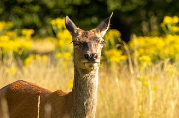 Red deer (Cervus elaphus) in Richmond park, London, UK