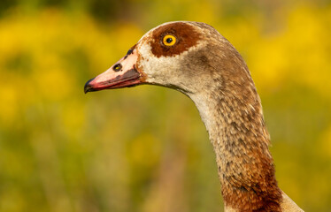 Egyptian Goose (Alopochen aegyptiaca) close up