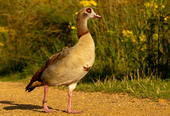 Egyptian Goose (Alopochen aegyptiaca) close up