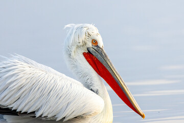Dalmatian Pelican of Kerkini Lake