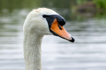 Mute swan in a natural habitat