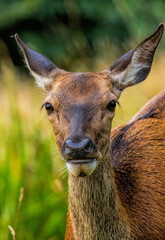 Red deer (Cervus elaphus) in Richmond park, London, UK