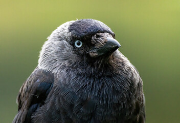Jackdaw (Corvus monedula) in a natural habitat