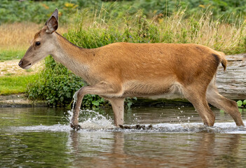 Red deer (Cervus elaphus) in Richmond park, London, UK