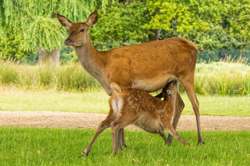 Red deer (Cervus elaphus) in Richmond park, London, UK