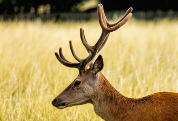 Red deer (Cervus elaphus) in Richmond park, London, UK