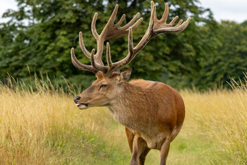 Red deer (Cervus elaphus) in Richmond park, London, UK
