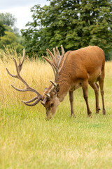 Red deer (Cervus elaphus) in Richmond park, London, UK