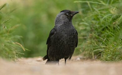 Obraz premium Jackdaw (Corvus monedula) in a natural habitat