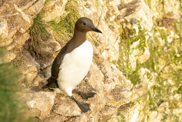 Guillemot on the cliffs in RSPB Bempton Cliffs reserve