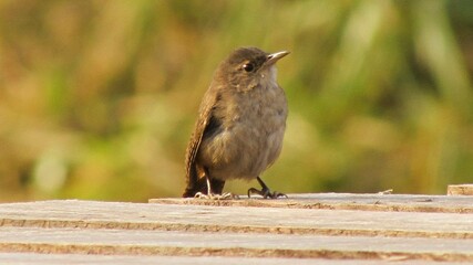 blackbird on the ground
