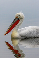 Dalmatian Pelican of Kerkini Lake