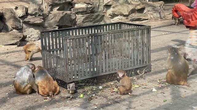 Beijing, China - April 11, 2025: Rhesus macaque (Macaca mulatta) interacting, scratching face and foraging on ground at Beijing Zoo for zoo education and animal documentary.