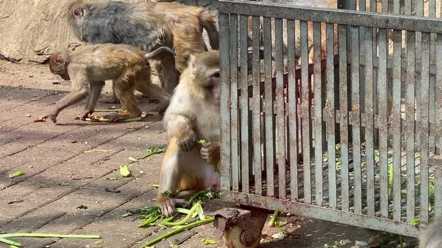 Beijing, China - April 11, 2025: Rhesus macaque (Macaca mulatta) eating vegetables on ground at Beijing Zoo for zoo education and animal documentary.
