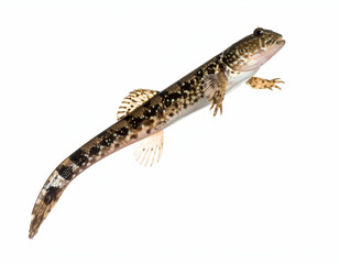 Naklejka premium Mudskipper in Mid-Leap An Amphibious Fish Jumping Above Water