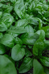Fresh organic spinach growing in a garden bed – vibrant green leaves of healthy leafy vegetable