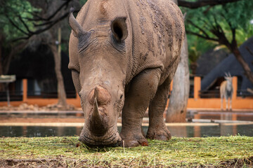 Wild african animals. Portrait of a male bull white Rhino grazing in Etosha National park, Namibia.