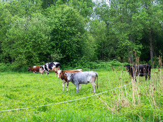Cows grazing. Traditional livestock farming. Landscape with a herd of cows