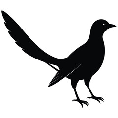 Obraz premium silhouette of a pigeon