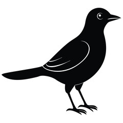 Black vector silhouette illustration of a crow or raven on a tree branch, featuring a wildlife bird drawing with a feather and beakBlack vector silhouette of a wild raven on a tree branch, perfect for
