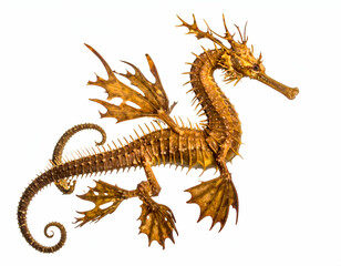 Leafy Seadragon A Serene Underwater Dragon with Graceful Appendages