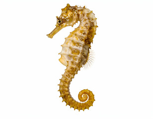 Intricate Spiral-Tailed Seahorse Translucent Fins and Golden Hues