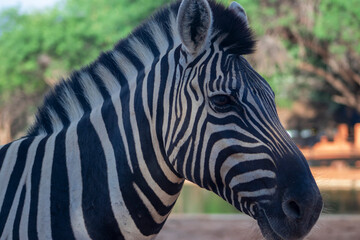 Naklejka premium Close-up of a zebra's head with detailed black and white stripes. Ideal for wildlife, safari, nature, and monochrome-themed creative and commercial projects.