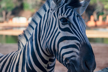 Close-up of a zebra's head with detailed black and white stripes. Ideal for wildlife, safari,...