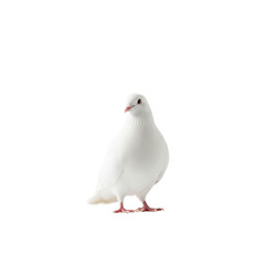 pigeon isolated on white
