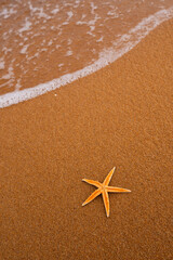 starfish on the beach