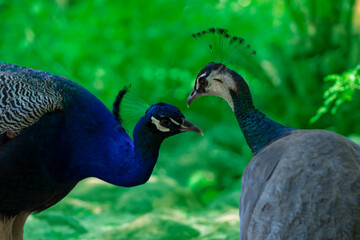 Obraz premium Two vibrant peacocks stand gracefully against a soft, blurred green background. Perfect for nature, wildlife, and colorful design projects emphasizing beauty and elegance.