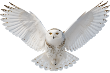 Majestic Snowy Owl in Flight Wings Spread Wide, Soaring High