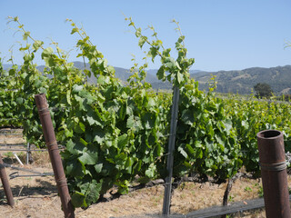 Grape vines