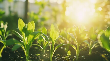 A vibrant green plant with a sunlit background, showcasing the intricate details of the leaves and stems.