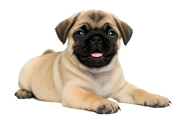 Obraz premium Adorable Pug Puppy A Charming Image of a Happy Dog